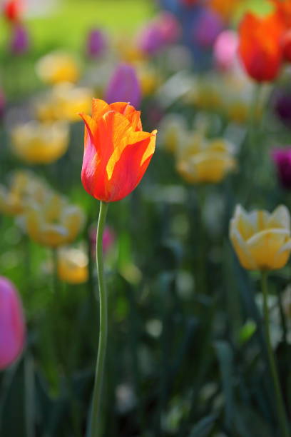 istock Ottawa Tulip Festival 1249430635
