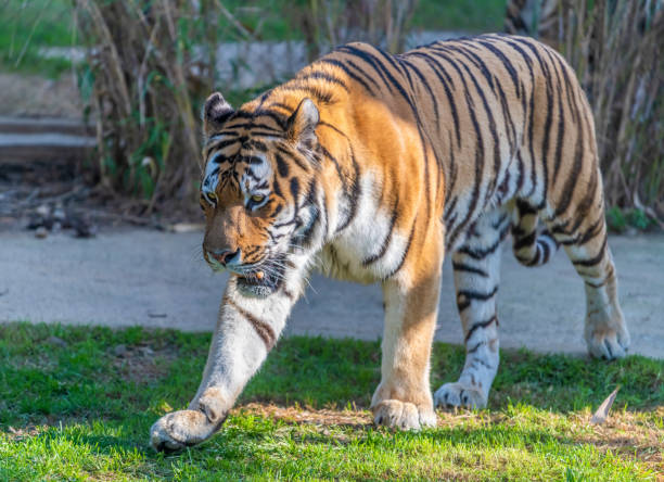 istock Panthera tigris altaica 1249430829