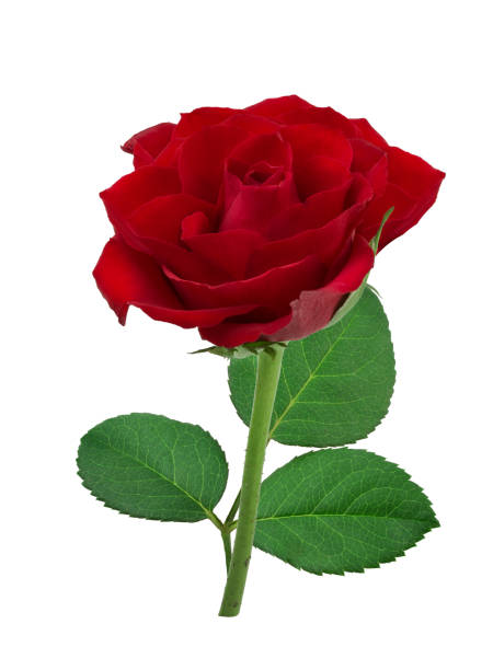 istock Red rose isolated on white background with clipping path 1249432585