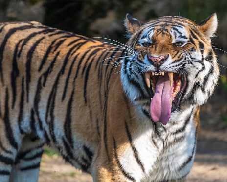 Close up of a very angry siberian tiger showing fangs and tongue on a forest background