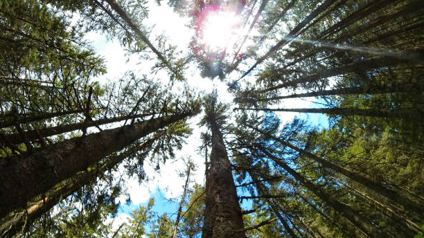 istock Sun in the treetops 1249435346