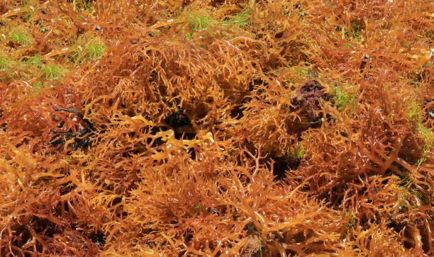 Sargassum on white sand at the caribbean