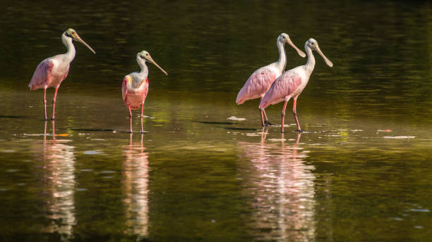 istock Spoonbill wading bird at Ding Darling Wildlife Refuge 1249437000
