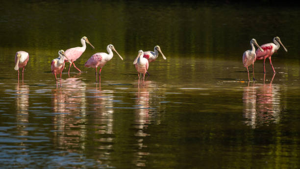 istock Spoonbill wading bird at Ding Darling Wildlife Refuge 1249437016