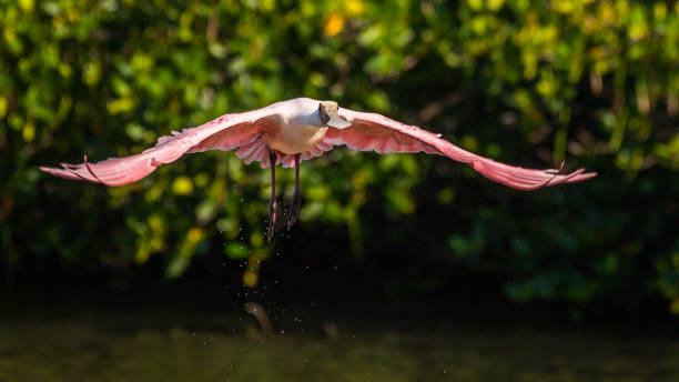 istock Spoonbill wading bird at Ding Darling Wildlife Refuge 1249437037