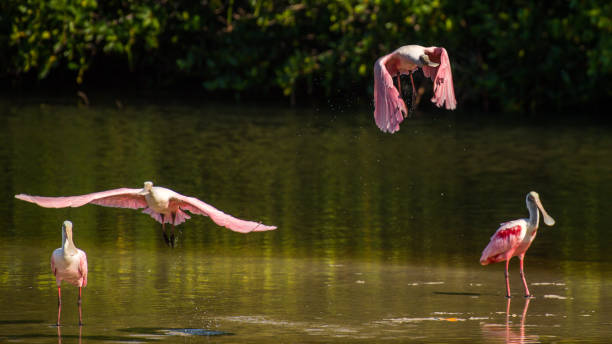 istock Spoonbill wading bird at Ding Darling Wildlife Refuge 1249437042