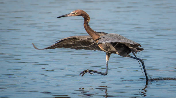 istock Little Blue Heron looking for a meal 1249437064