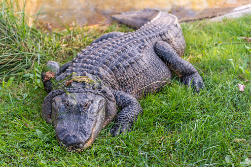 Scaly tail of a large crocodile