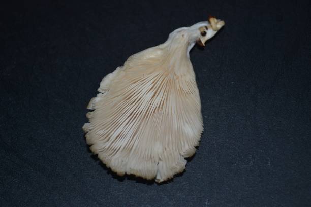 Oyster mushroom