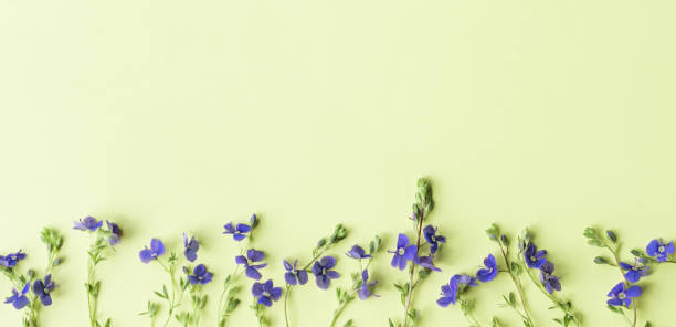 istock Pattern made of little wild blue flowers on light green background. 1249441296