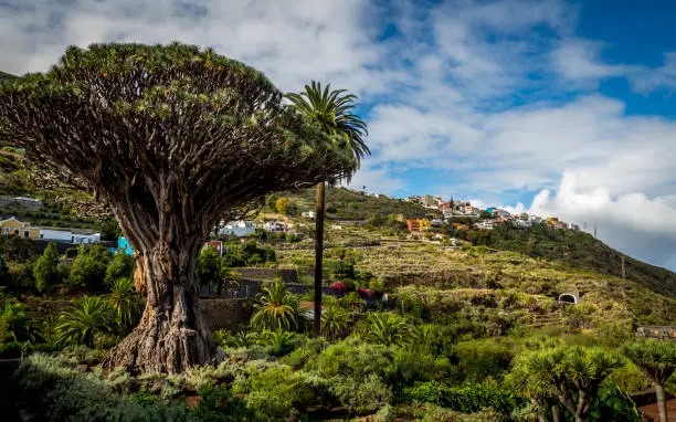 Photo of famous world heritage candidate 1000 years old dragon tree minemanger in front of the hills of the popular canary town icod of wines, tenerife