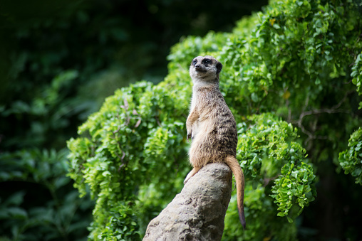 Portrait of meerkat standing on the top of rock