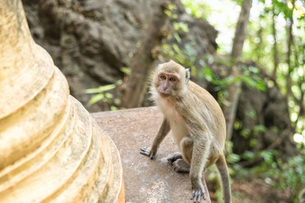istock Monkey in Tiger Cave Temple Krabi Thailand Asia 1249442583