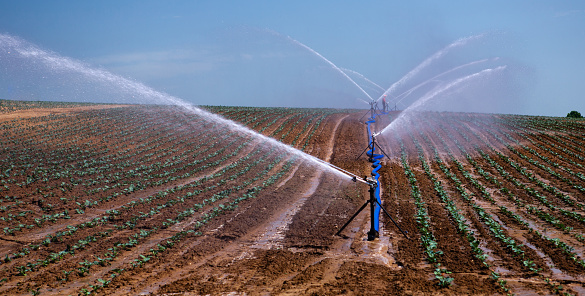 Rollaway automatic sprinkler watering gun irrigating farmer's field in spring season. Sprinkler irrigation system in agriculture