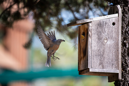 horizontal image of a mother bluebird bringing her baby birds an insect to eat