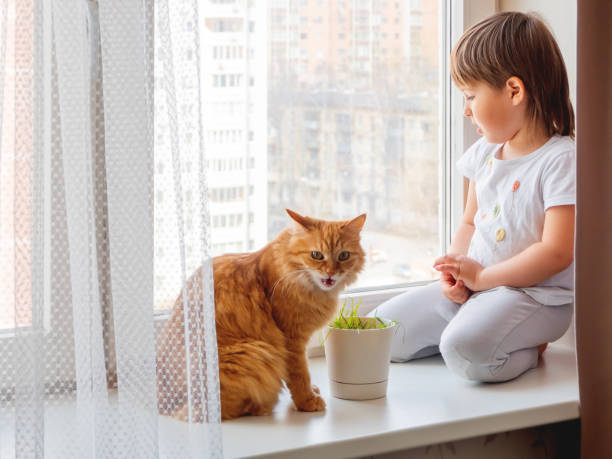 toddler boy sits on windowsill and feeds cute ginger cat with green grass from flower pot. little child with fluffy pet. specially grown plant for domestic animal. - child domestic cat little boys pets imagens e fotografias de stock