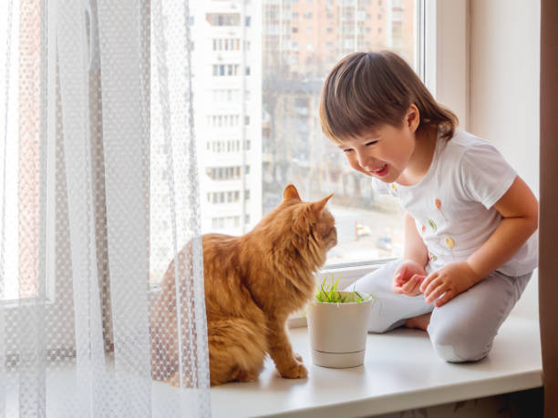 toddler boy sits on windowsill and feeds cute ginger cat with green grass from flower pot. little child with fluffy pet. specially grown plant for domestic animal. - child domestic cat little boys pets imagens e fotografias de stock