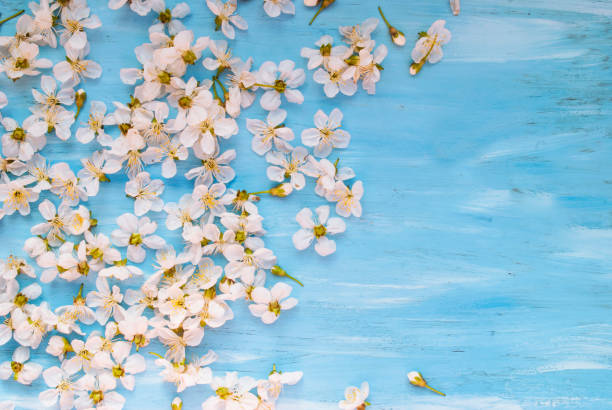 istock White spring flowers on a blue shabby blackboard. Place for text. 1249446478