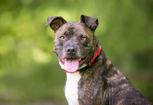 istock A brindle and white Pit Bull Terrier mixed breed dog with a happy expression 1249446527