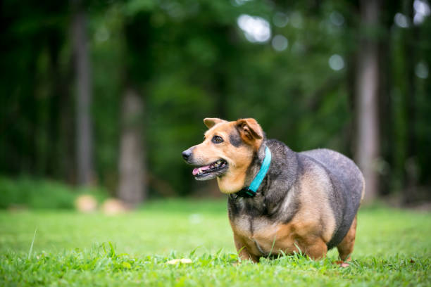 A severely overweight Welsh Corgi mixed breed dog with floppy ears standing outdoors stock photo