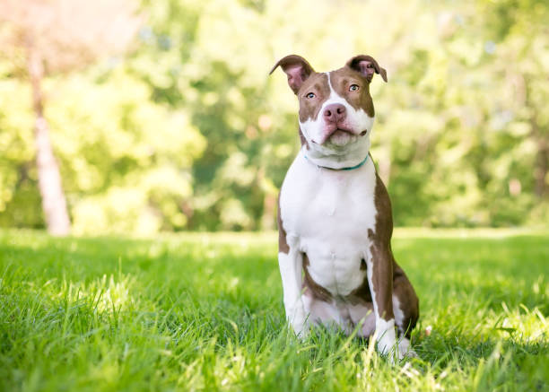 istock A red and white Pit Bull Terrier mixed breed dog sitting outdoors and listening with a head tilt 1249446897