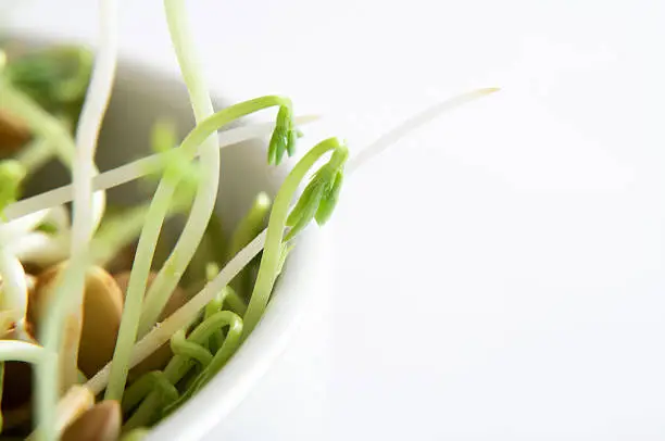 Close up (macro) of a bowl of green lentil beansprouts, cropped at left frame.  Copy space to right.