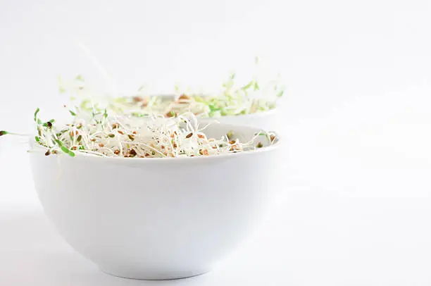 Two white china bowls containing raw beansprouts.  Alfalfa in the foreground and green lentil in the background.  Copy space to right.