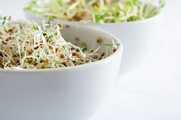 Close up (macro) of a white china bowl of alfalfa sprouts with lentil sprouts in the background.  Copy space.