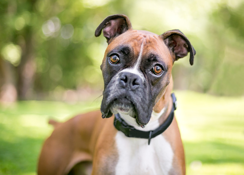 A purebred Boxer dog outdoors listening with a head tilt