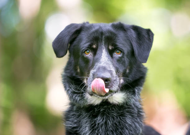 A Border Collie / Australian Cattle Dog mixed breed dog licking its lips