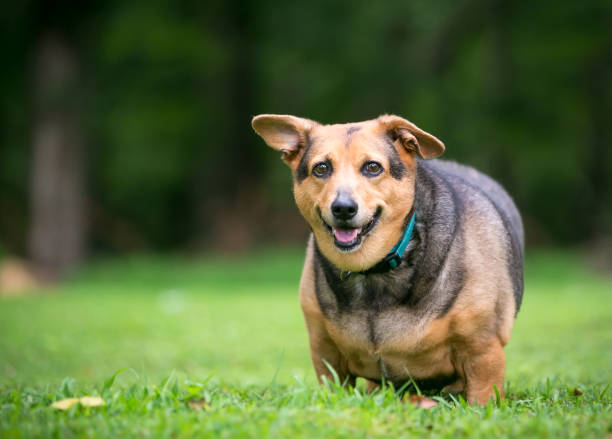 A severely overweight Welsh Corgi mixed breed dog with floppy ears standing outdoors stock photo