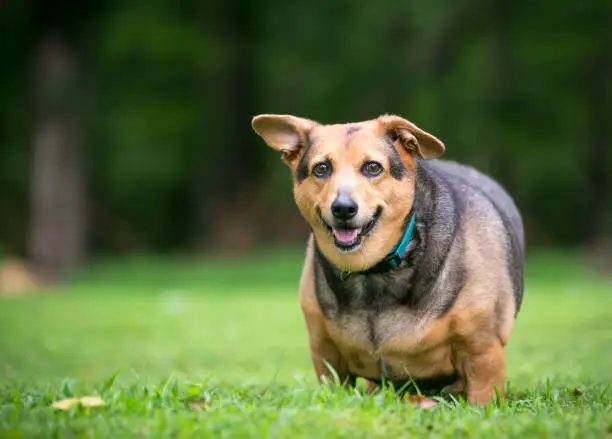 Photo of A severely overweight Welsh Corgi mixed breed dog with floppy ears standing outdoors