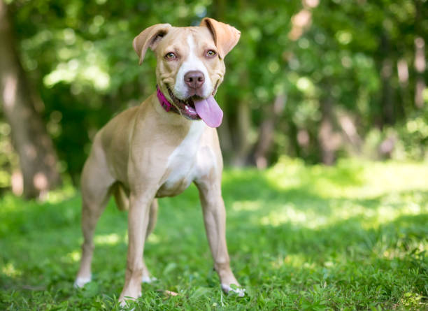 istock A young tan and white mixed breed dog standing outdoors with a happy expression 1249447657