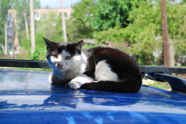 istock Black-white cat sits napping on a blue hood of a car 1249448143