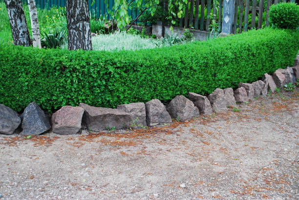 istock Ornamental shrub near the house 1249449334
