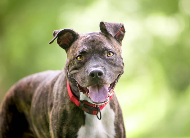 istock A brindle and white Pit Bull Terrier mixed breed dog with a happy expression 1249450127