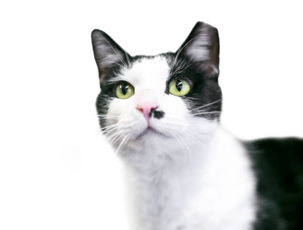 istock A black and white Tuxedo cat with its left ear tipped 1249450151