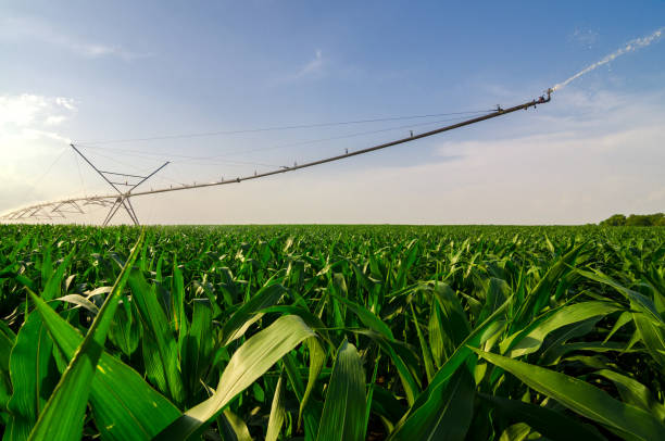 arroseur agricole arrosant le maïs - corn crop irrigation equipment agriculture leaf photos et images de collection