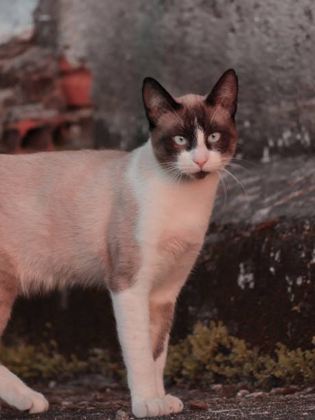 istock portrait image of a Siamese cat, standing looking at camera. 1249450326