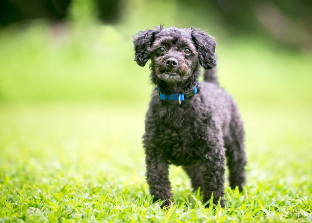 istock A small black Poodle mixed breed dog standing outdoors 1249450364
