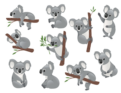 Set of cute grey koala bear in different poses eating sleeping leaves cartoon animal design flat vector illustration isolated on white background.