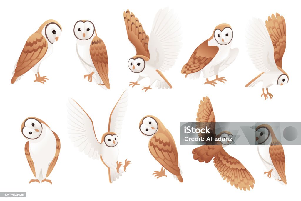 Set Of Cute Barn Owl With White Face And Brown Wings Cartoon Wild Forest  Bird Animal Design Flat Vector Illustration Isolated On White Background  Stock Illustration - Download Image Now - iStock