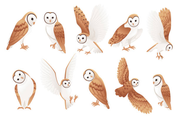 Set of cute barn owl (tyto alba) with white face and brown wings cartoon wild forest bird animal design flat vector illustration isolated on white background Set of cute barn owl (tyto alba) with white face and brown wings cartoon wild forest bird animal design flat vector illustration isolated on white background. owl stock illustrations