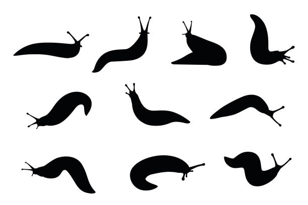illustrazioni stock, clip art, cartoni animati e icone di tendenza di set di silhouette nera lumaca cartone animato animale design illustrazione vettoriale piatta isolato su sfondo bianco - vector animal snail slug