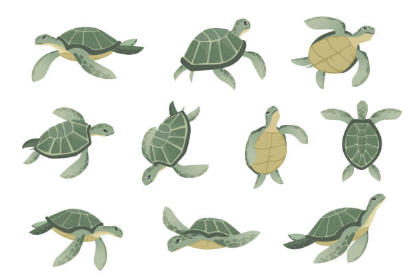 illustrations, cliparts, dessins animés et icônes de ensemble de grand dessin animé vert de tortue de mer mignon animal conception tortue d’océan nageant dans l’illustration plate de vecteur d’eau isolée sur le fond blanc - tortue aquatique