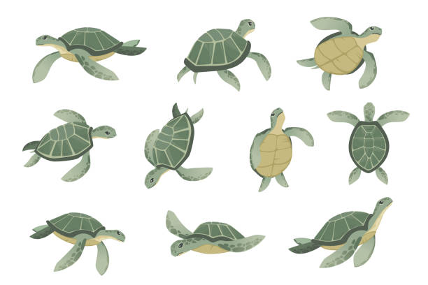 Set of big green sea turtle cartoon cute animal design ocean tortoise swimming in water flat vector illustration isolated on white background Set of big green sea turtle cartoon cute animal design ocean tortoise swimming in water flat vector illustration isolated on white background. sea turtle stock illustrations