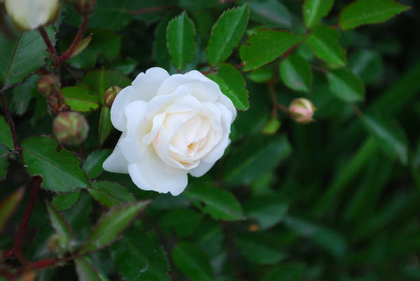 istock White wild rose on a bush close-up 1249451692