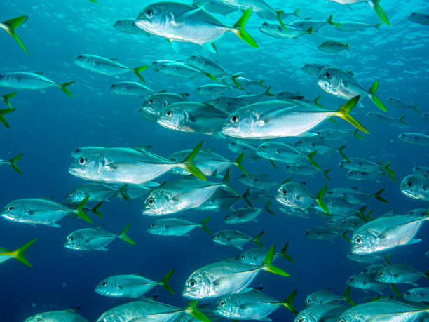 istock Fat-eyed mackerel shoal 1249453410