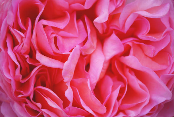 istock Texture of a rose bud with petals. Macro. 1249453509