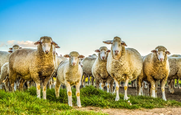 ovelhas merino fofas em uma fazenda de pastagem na áfrica do sul - lamb merino sheep sheep horizontal - fotografias e filmes do acervo